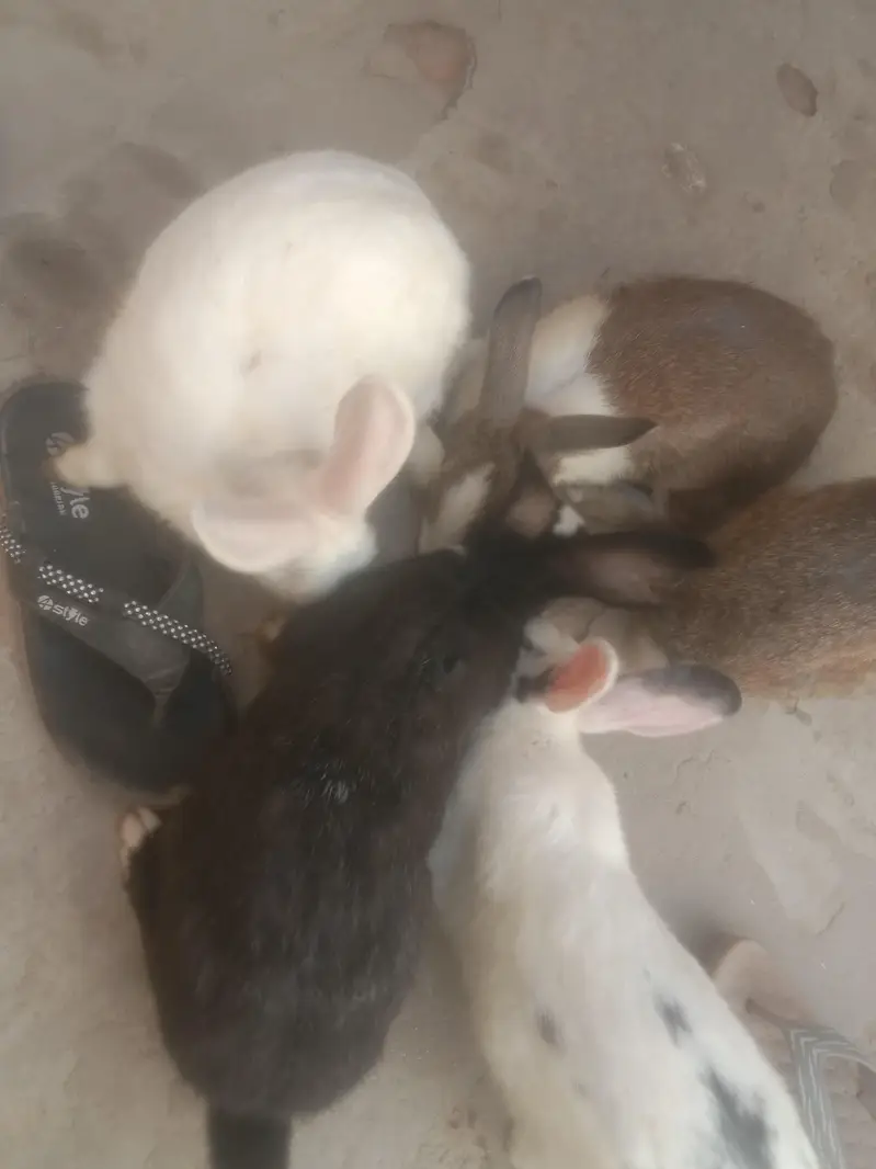 good animal — photo 3