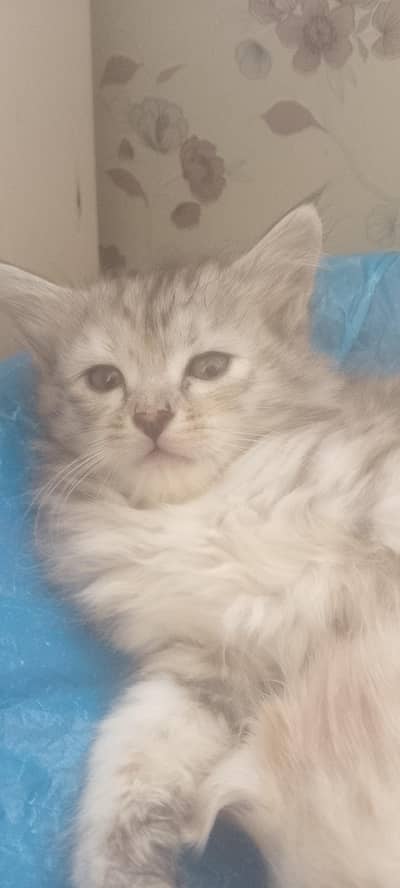 gray,white cute cat