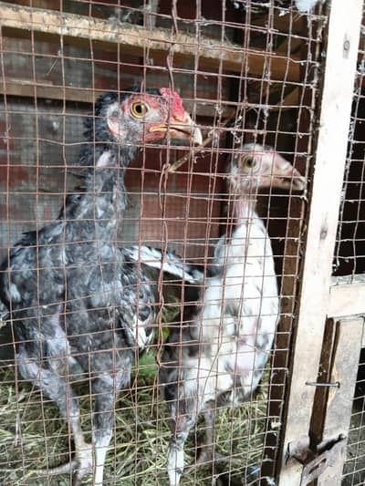 Healthy Hen for Sale