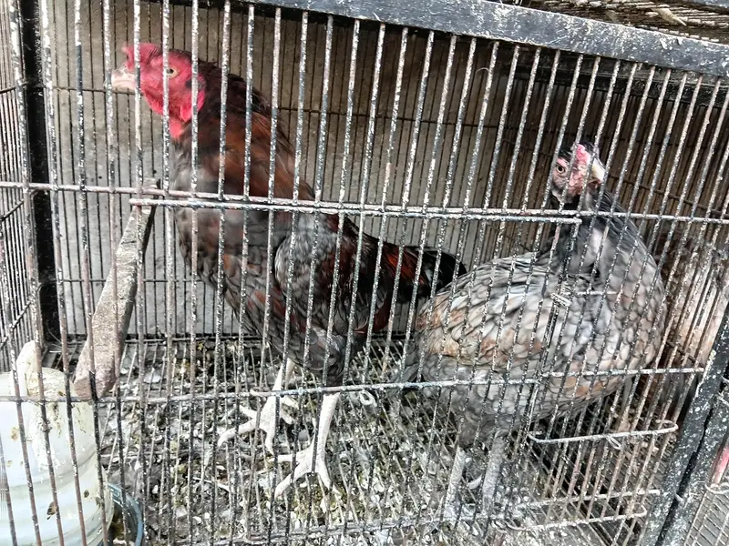 Healthy Hen for Sale — photo 3