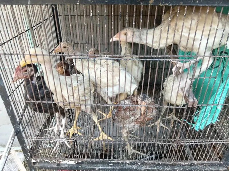 Healthy Hen for Sale — photo 4