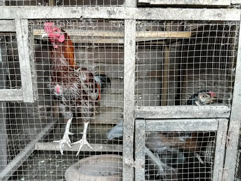 Healthy Hen for Sale — photo 5