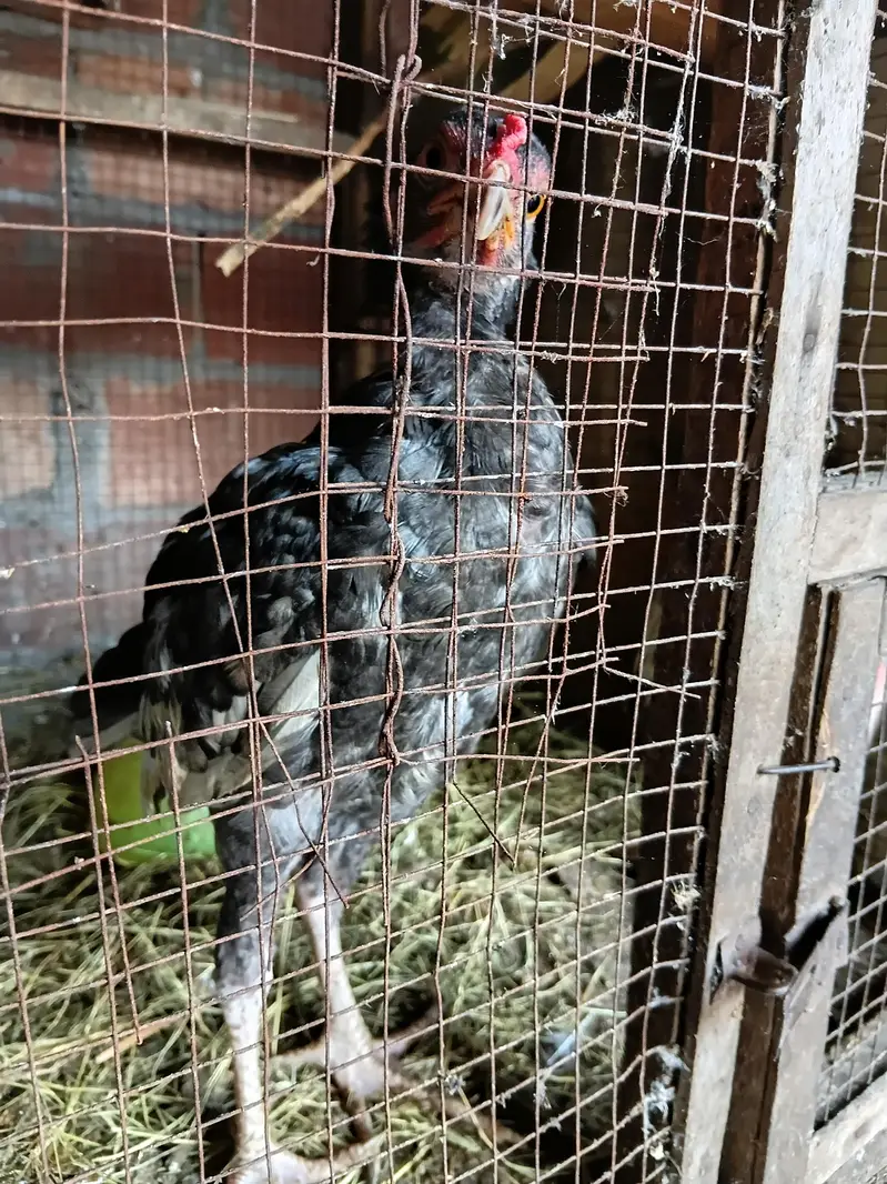 Healthy Hen for Sale — photo 7