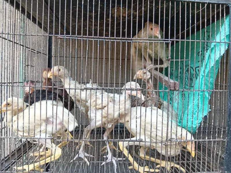Healthy Hen for Sale — photo 8