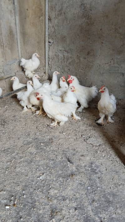 Bantam hen for sale