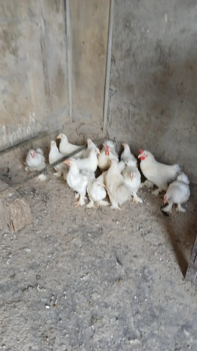 Bantam hen for sale — photo 2