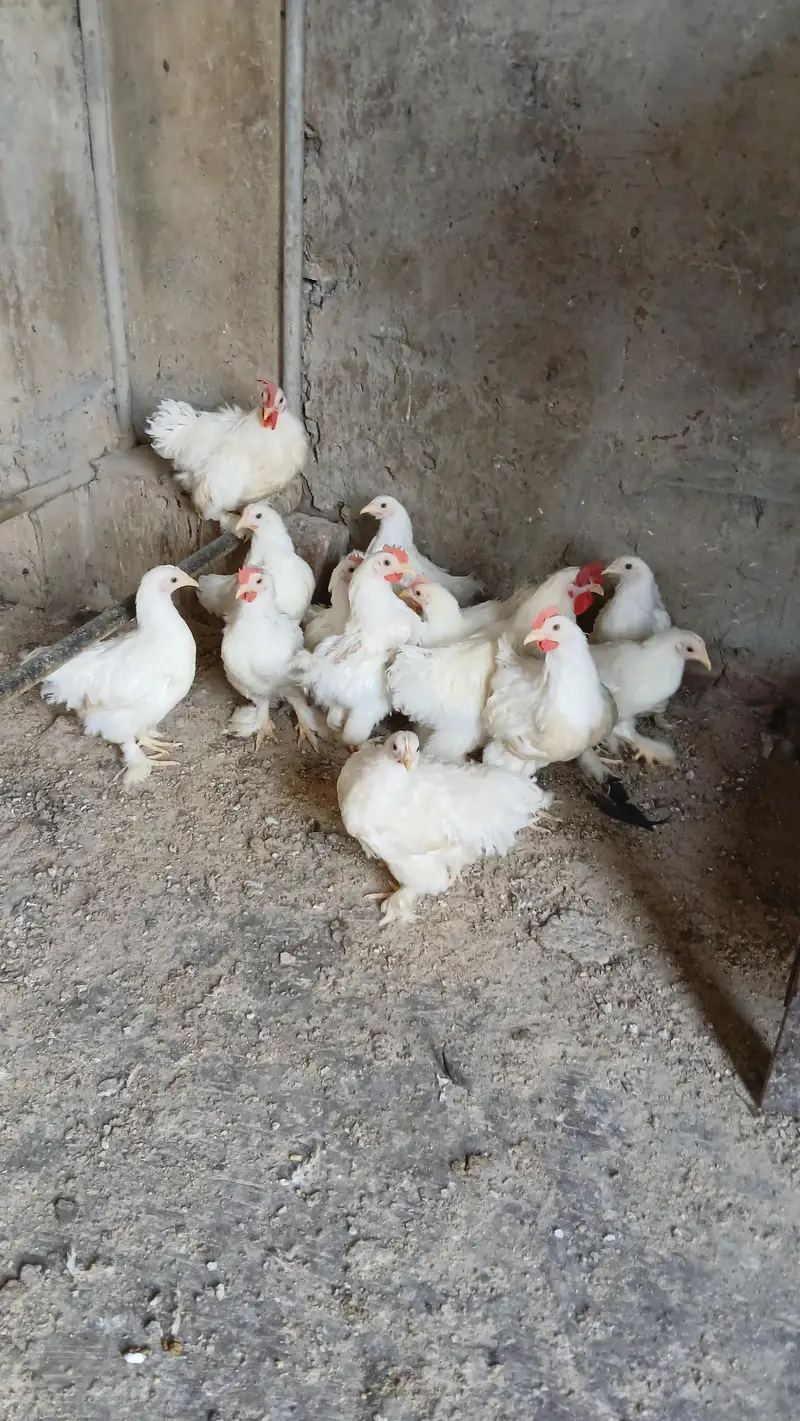 Bantam hen for sale — photo 3