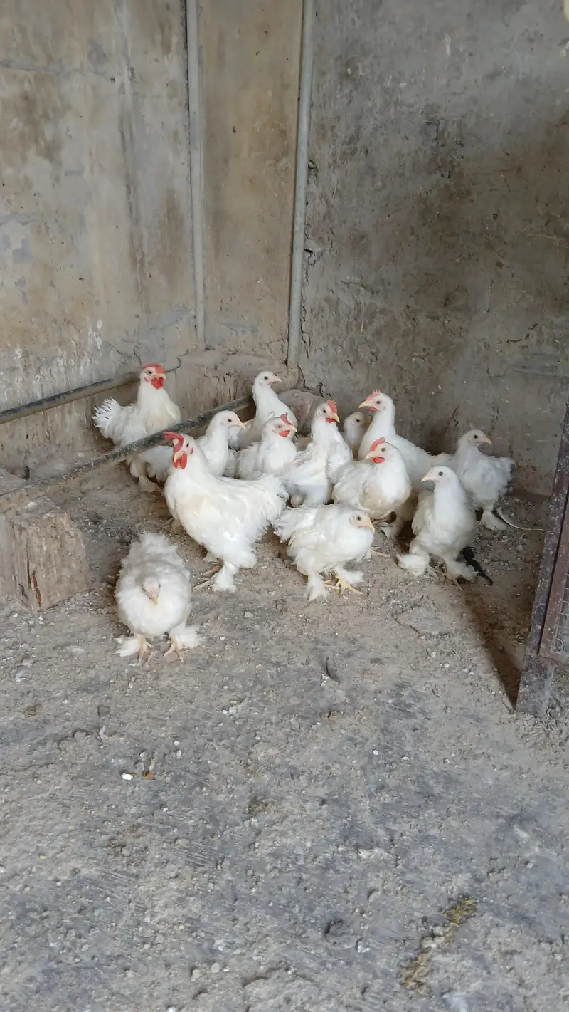 Bantam hen for sale — photo 4