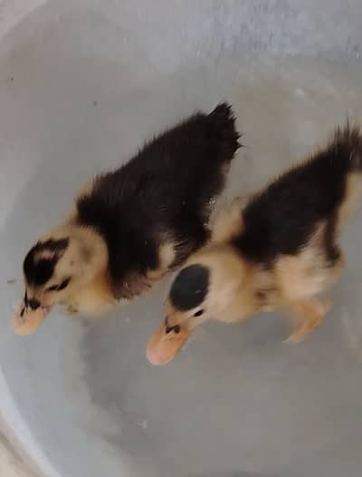 duks baby's pair