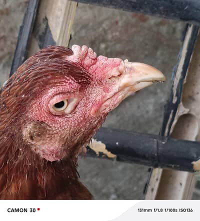 Pure Mianwali Female Hen for sale with kid