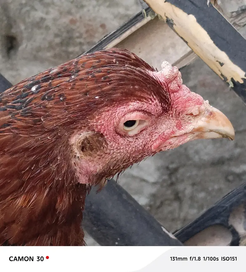 Pure Mianwali Female Hen for sale with kid — photo 2