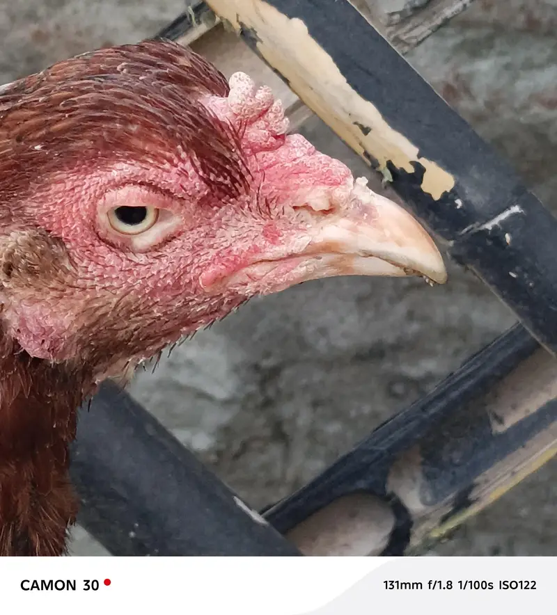 Pure Mianwali Female Hen for sale with kid — photo 3