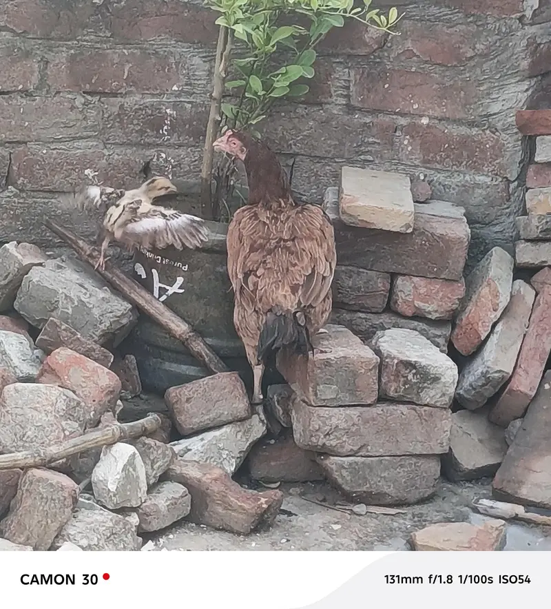 Pure Mianwali Female Hen for sale with kid — photo 4