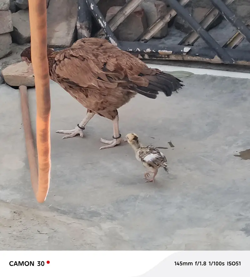 Pure Mianwali Female Hen for sale with kid — photo 5