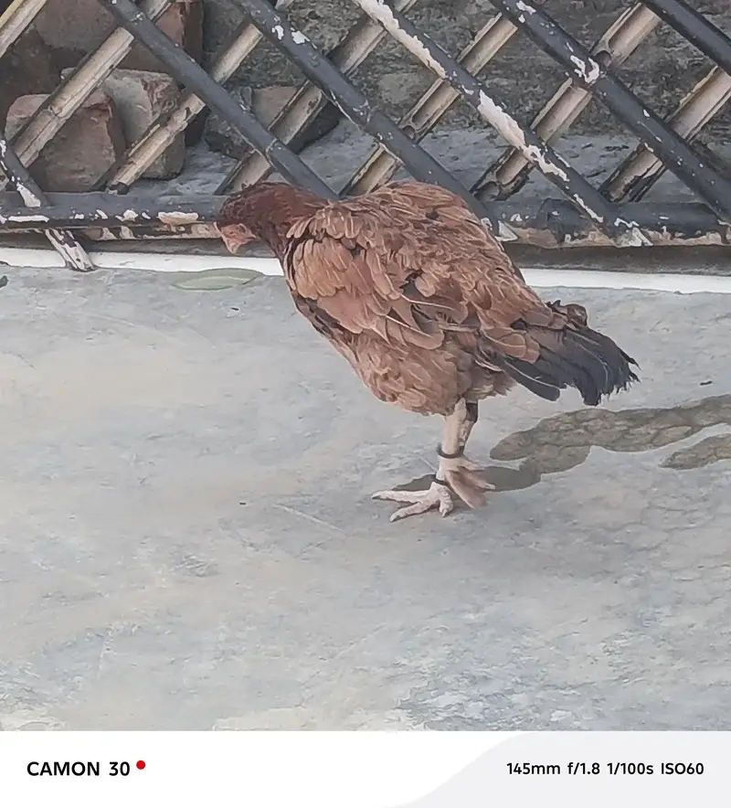 Pure Mianwali Female Hen for sale with kid — photo 6