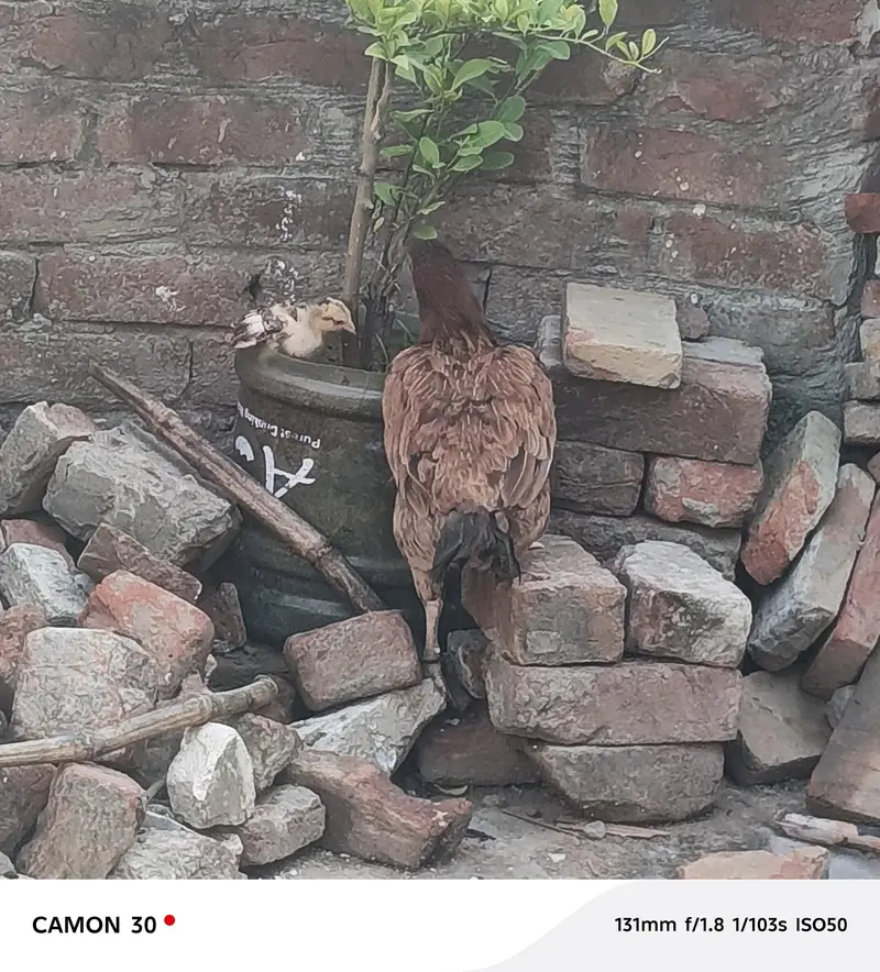 Pure Mianwali Female Hen for sale with kid — photo 7