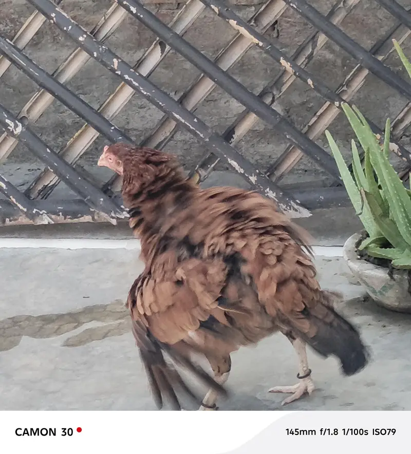 Pure Mianwali Female Hen for sale with kid — photo 8
