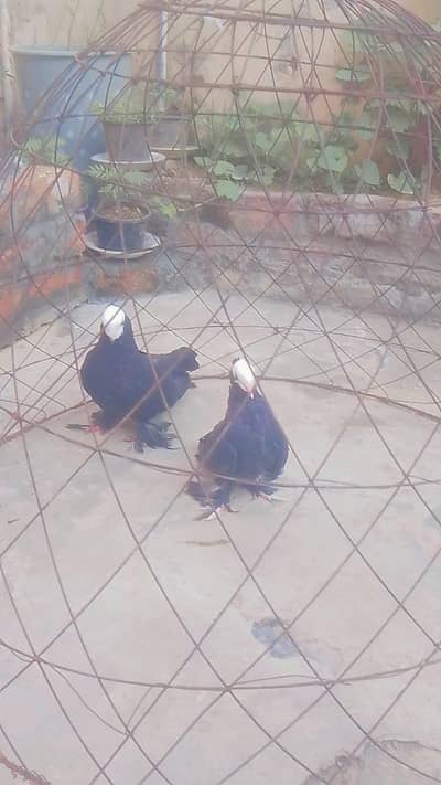 baray pamoz main pair ha