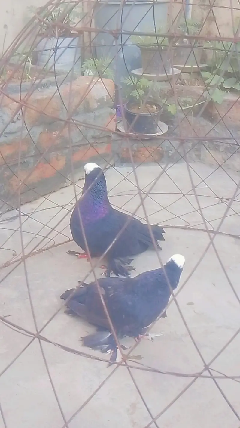 baray pamoz main pair ha — photo 2