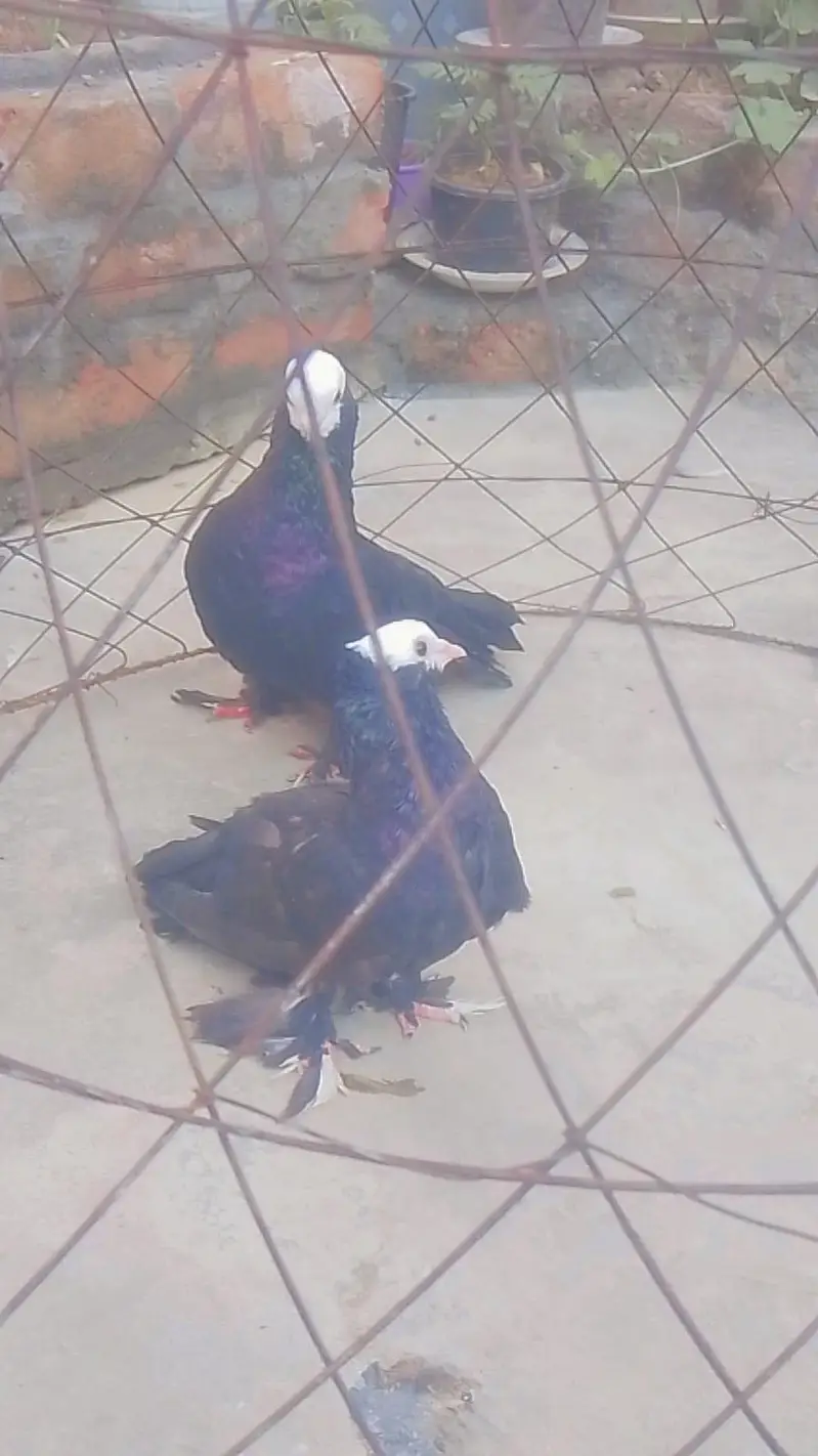 baray pamoz main pair ha — photo 3