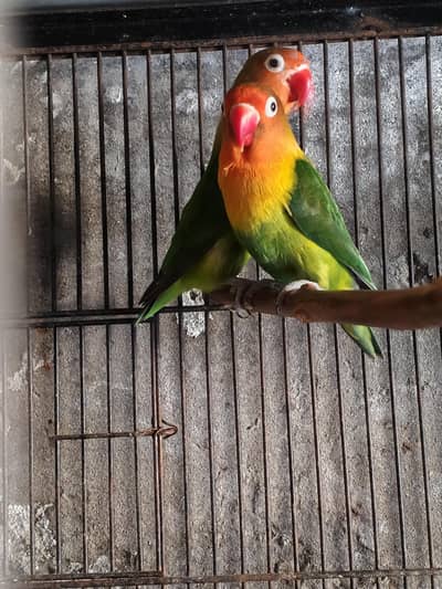 love birds for sale