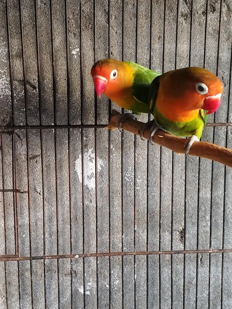 love birds for sale — photo 2