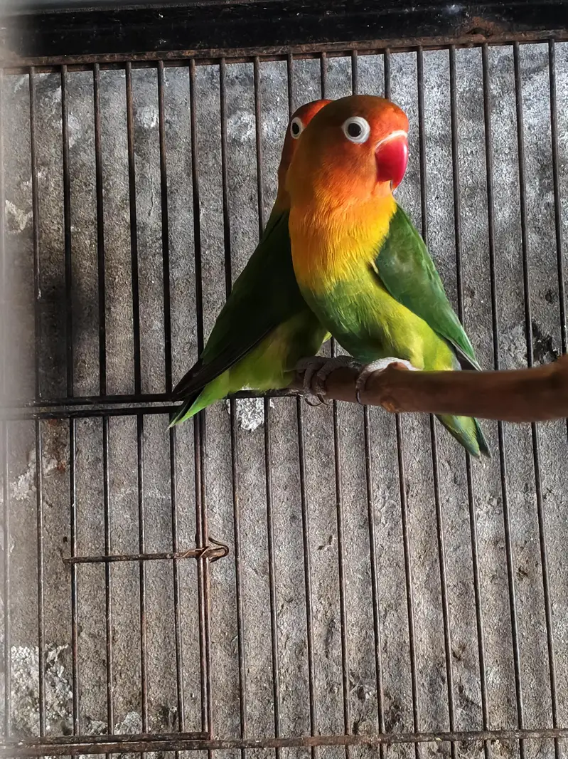 love birds for sale — photo 3