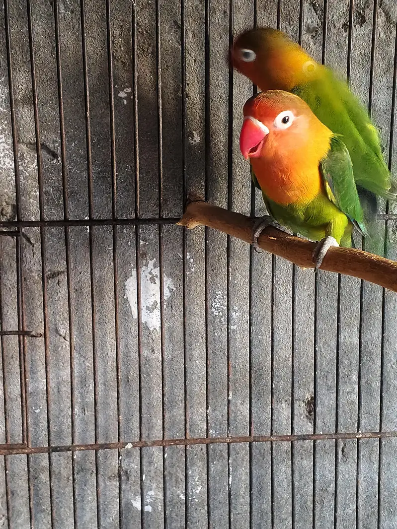love birds for sale — photo 4