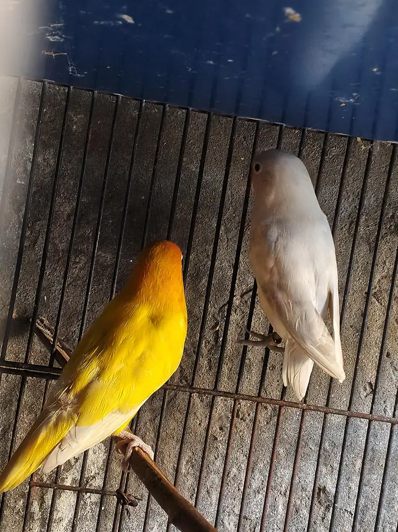 love birds for sale — photo 5