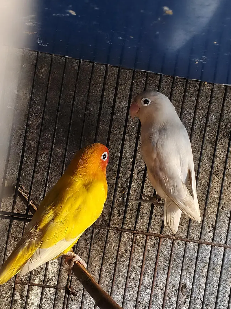 love birds for sale — photo 6