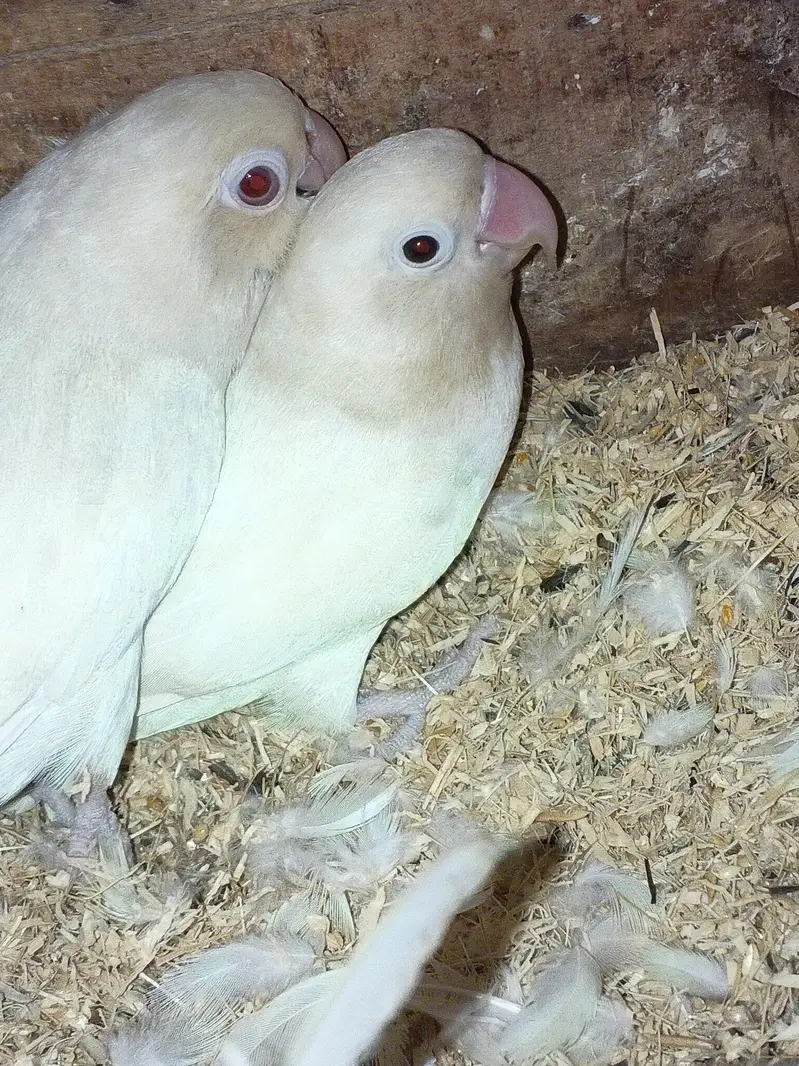 love birds for sale — photo 8