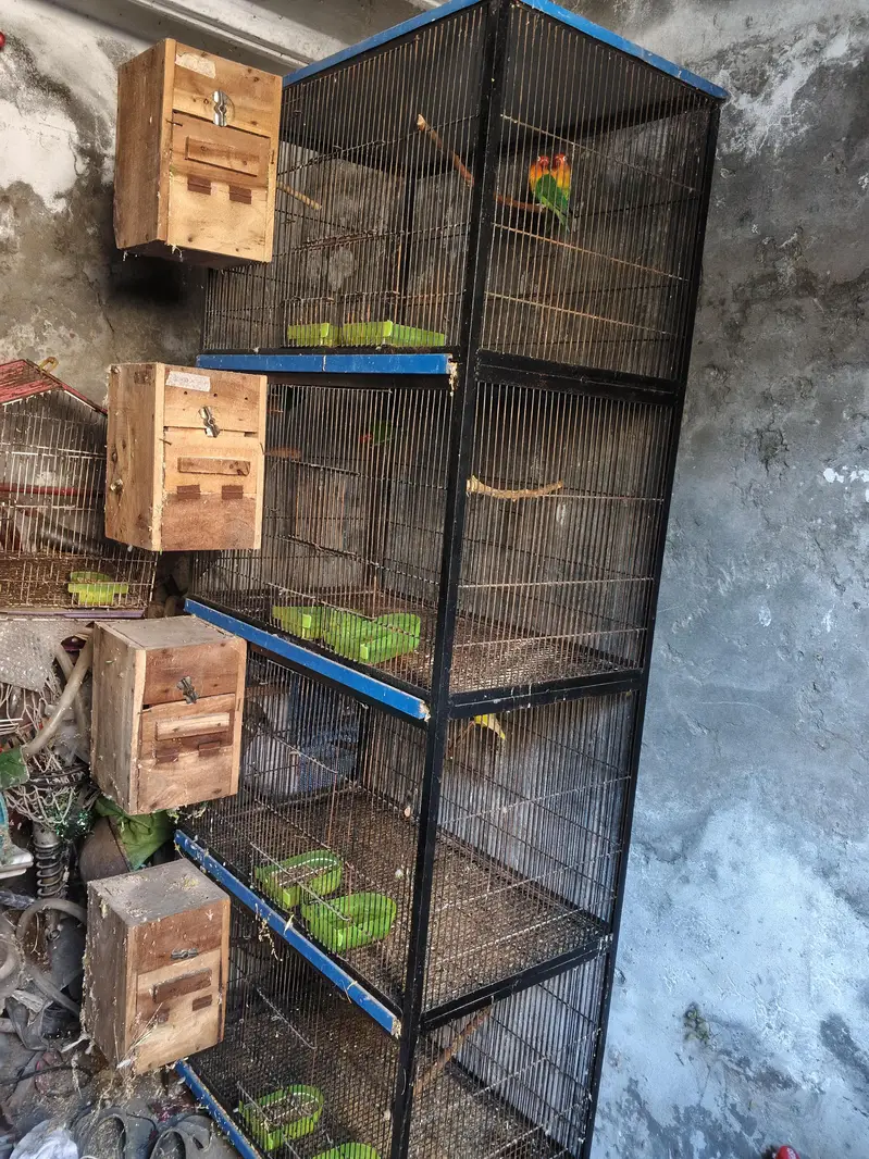 love birds for sale — photo 9