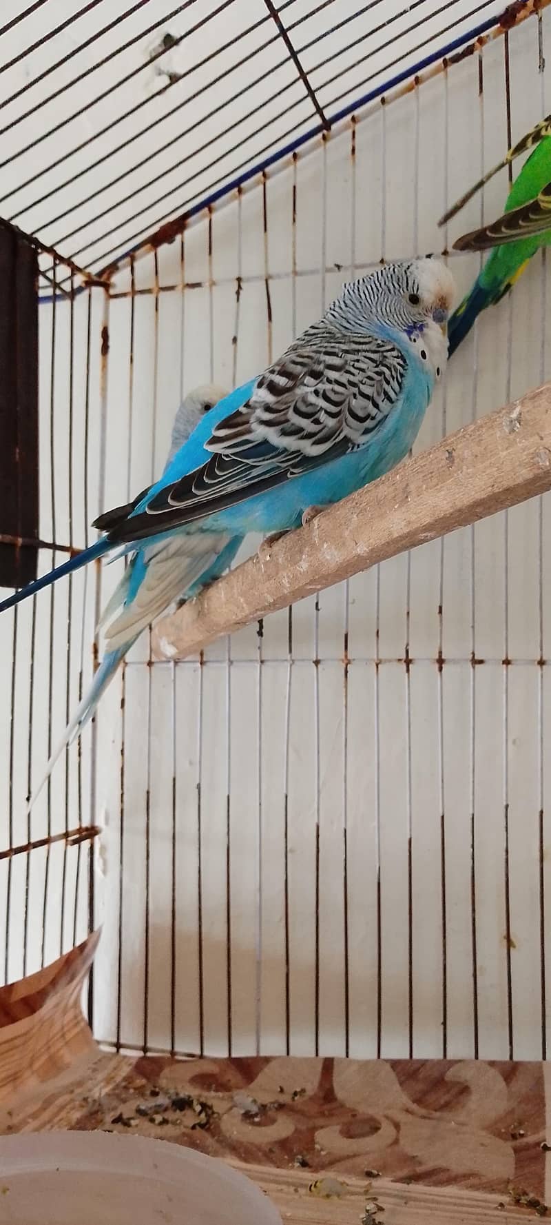 Australian parrots 0