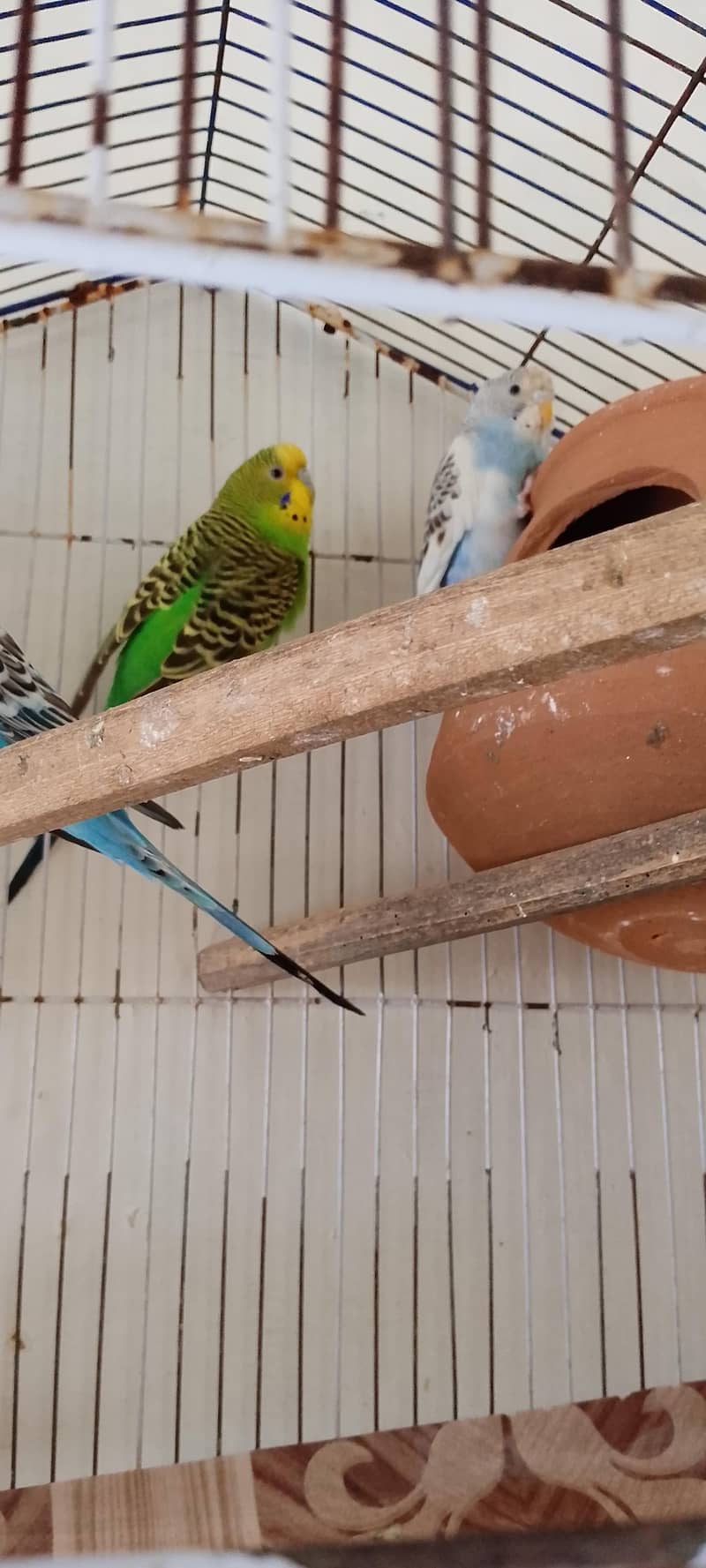 Australian parrots 1