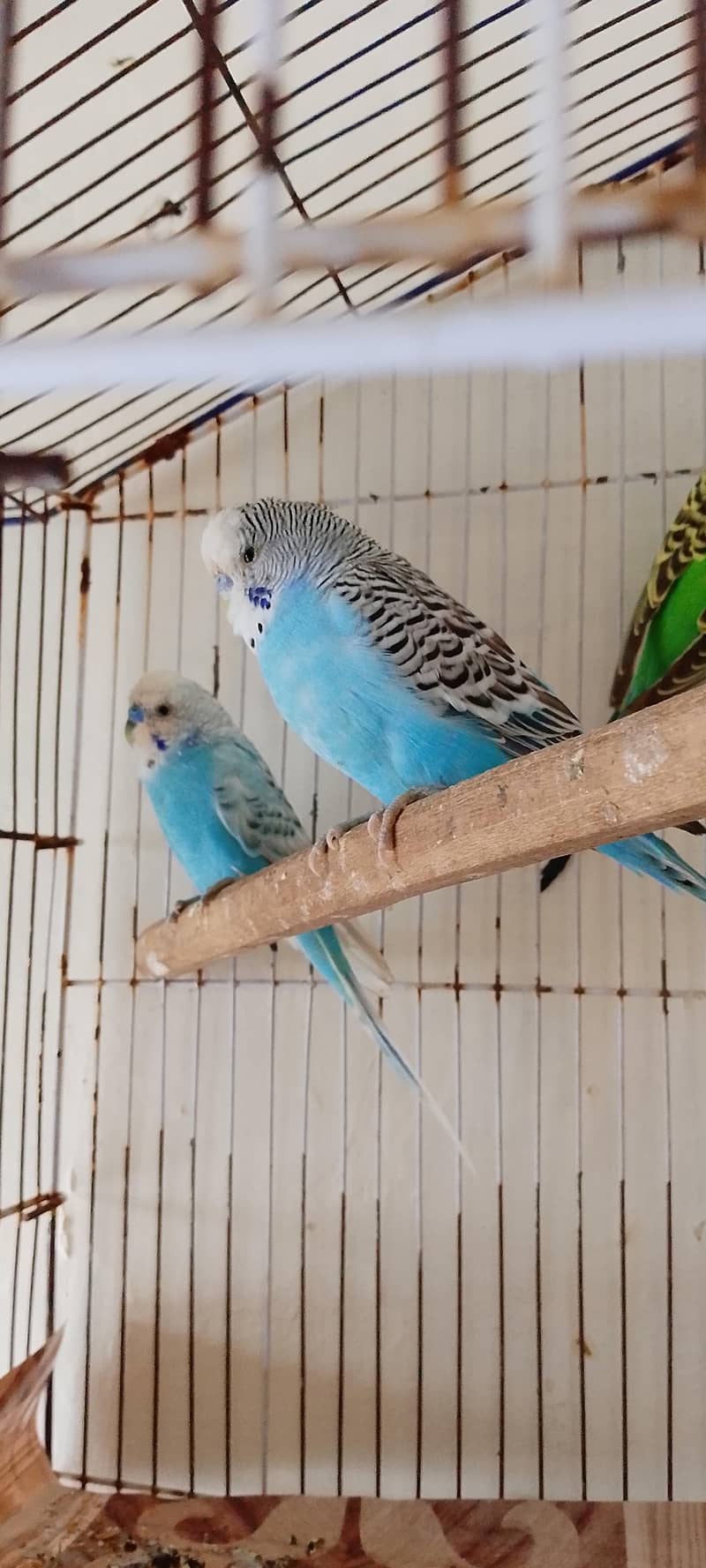 Australian parrots 2