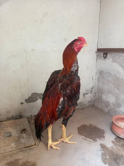 Aseel Mianwali home Breed