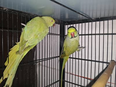 Breeder Pair for sale