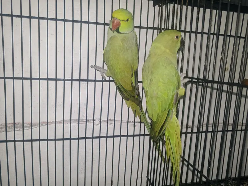 Breeder Pair for sale — photo 2