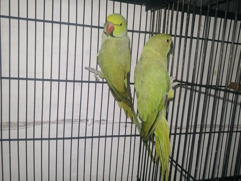Breeder Pair for sale — photo 3