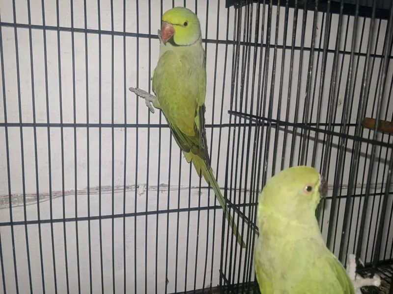 Breeder Pair for sale — photo 4