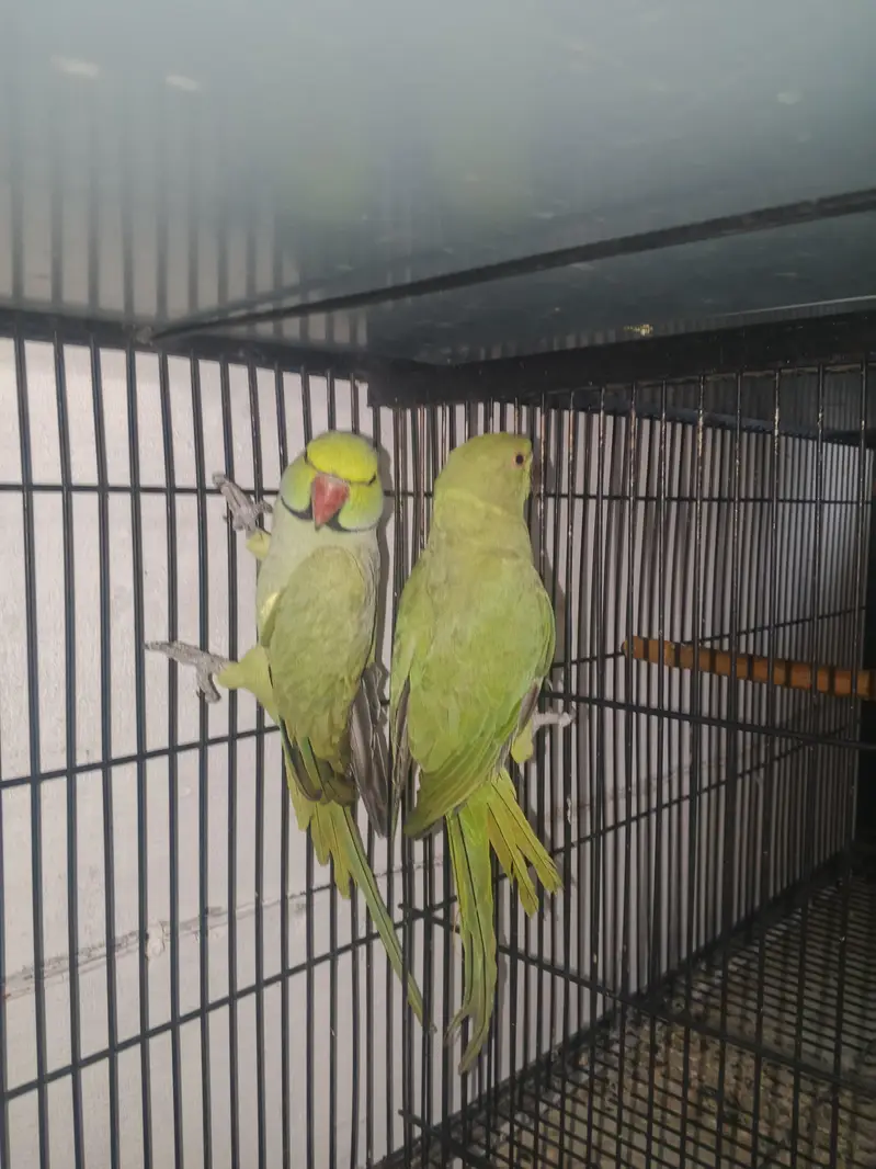 Breeder Pair for sale — photo 5