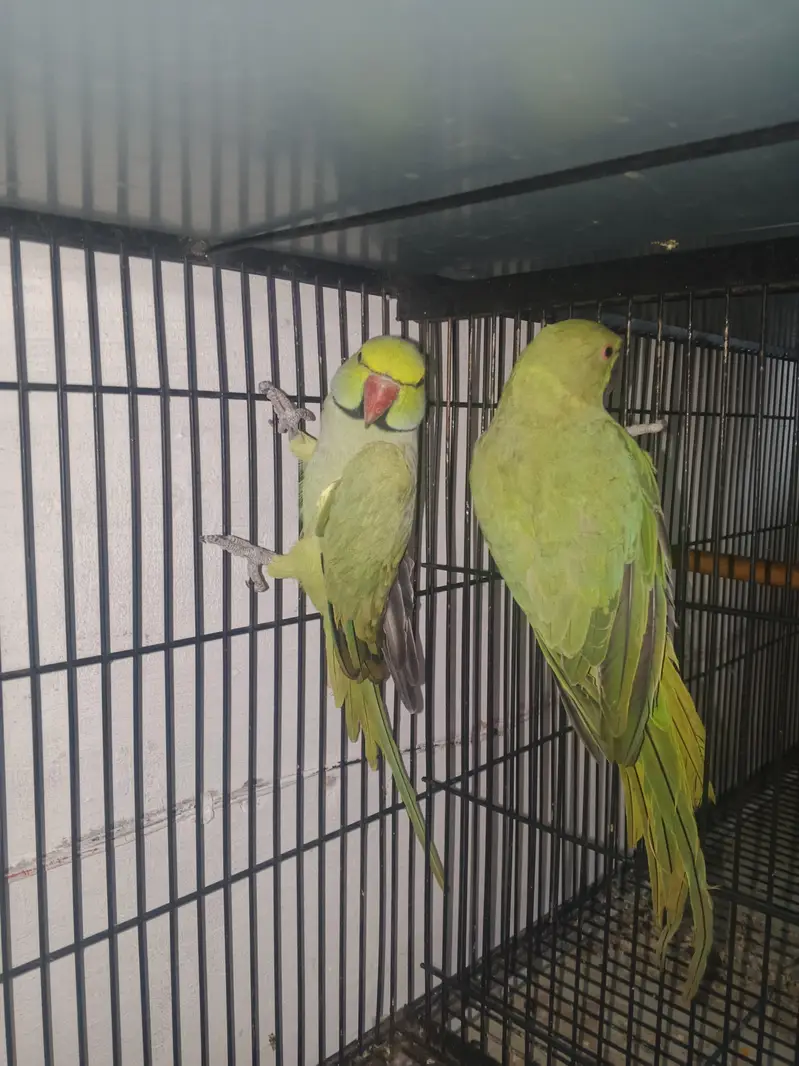 Breeder Pair for sale — photo 6
