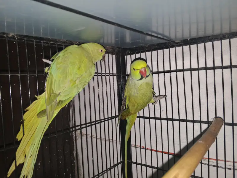 Breeder Pair for sale — photo 7