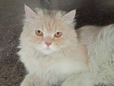 Russian breeding cat for saling contact Whatsapp 03193794870