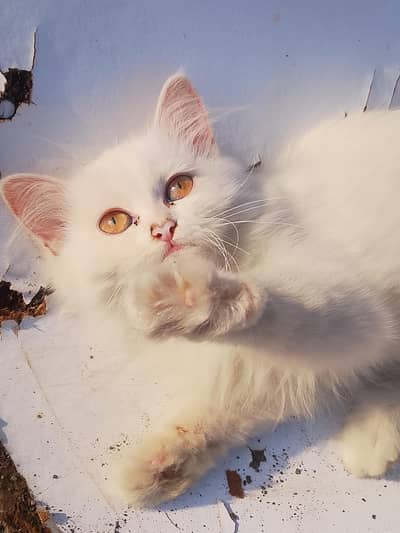 Urgently sale