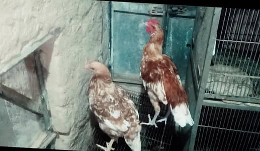 Desi Hen Pair