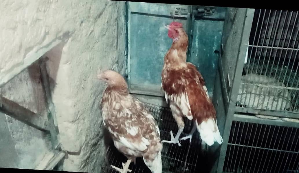 Desi Hen Pair 0