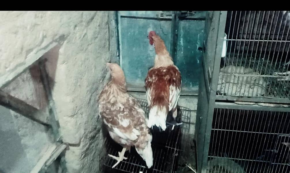 Desi Hen Pair 1