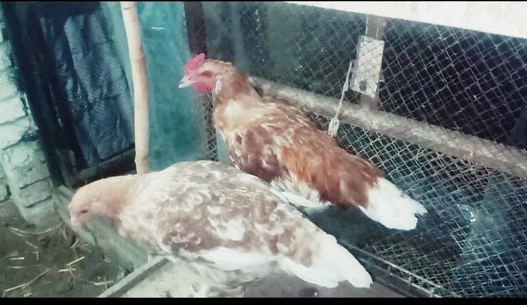 Desi Hen Pair 2