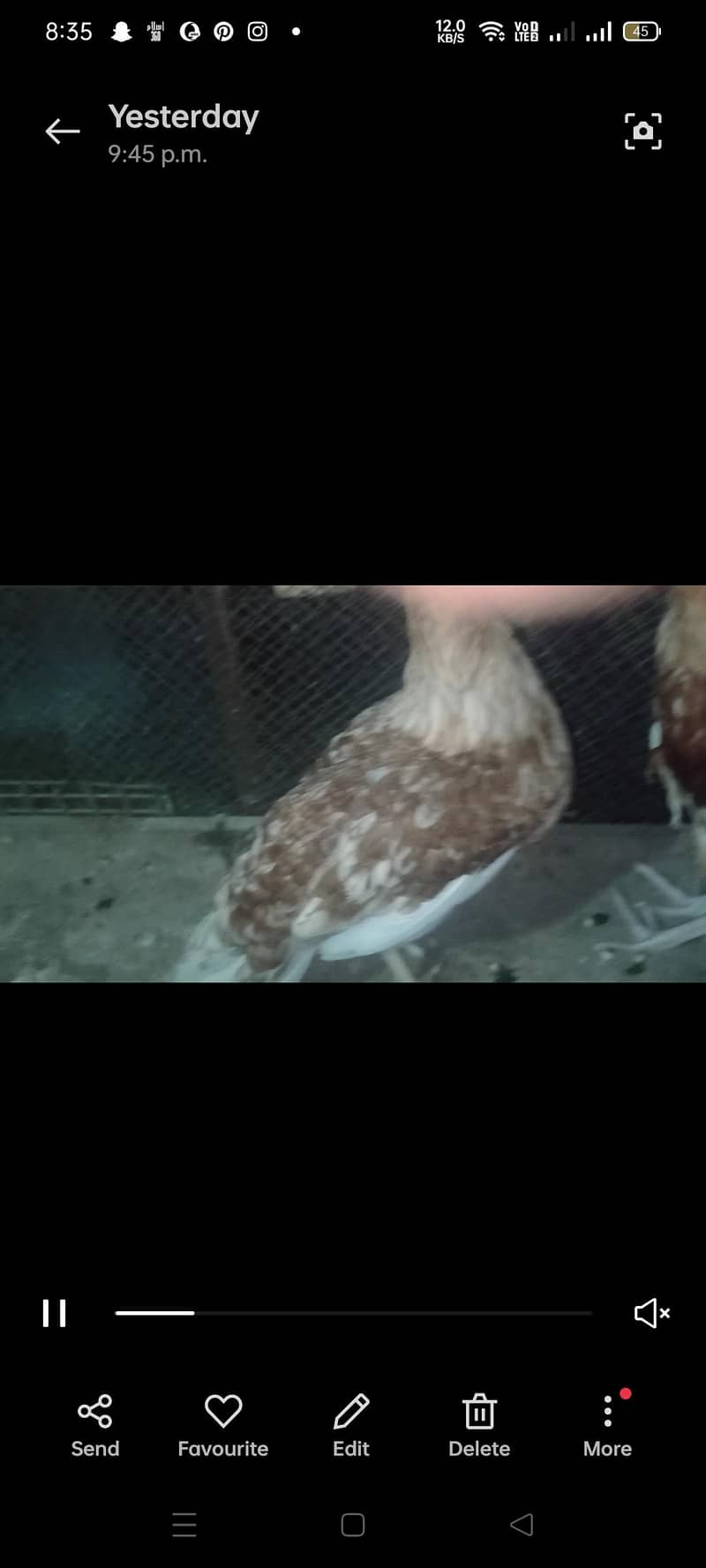 Desi Hen Pair 3